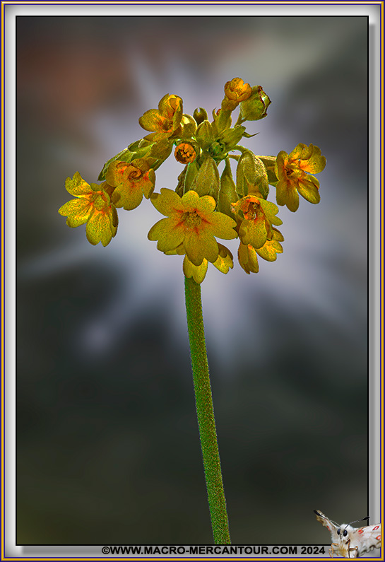 Primevères élevées